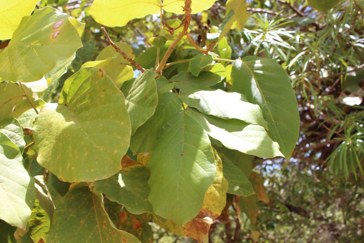 Fernandoa adenophylla (Wall. ex G.Don) Steenis